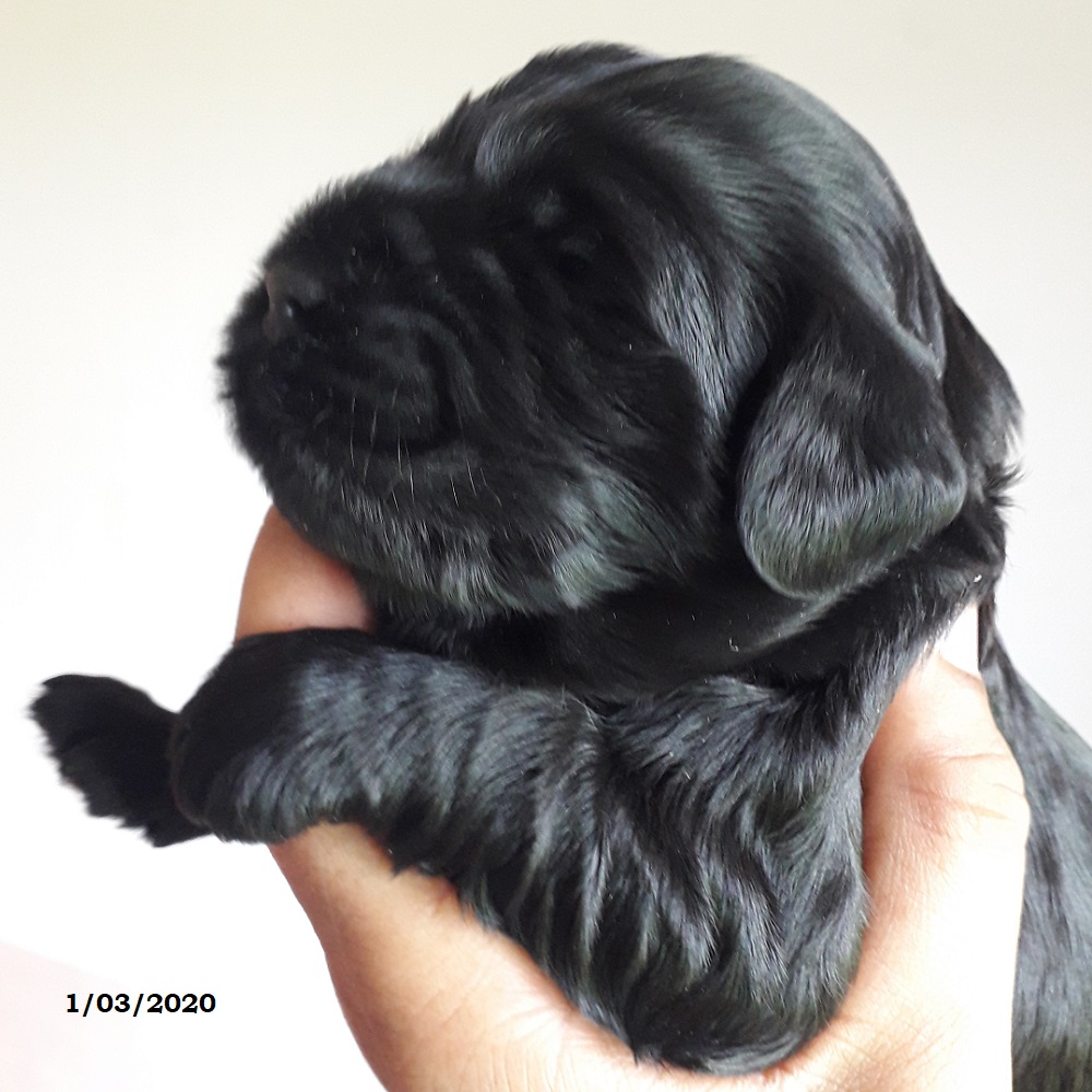 chiot chien d'eau portugais