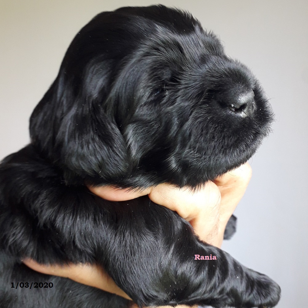 chiot chien d'eau portugais