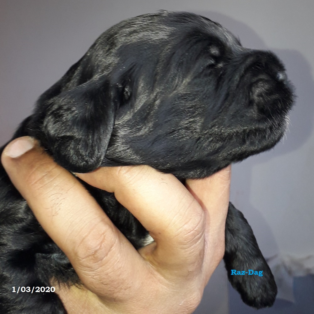 chiot chien d'eau portugais