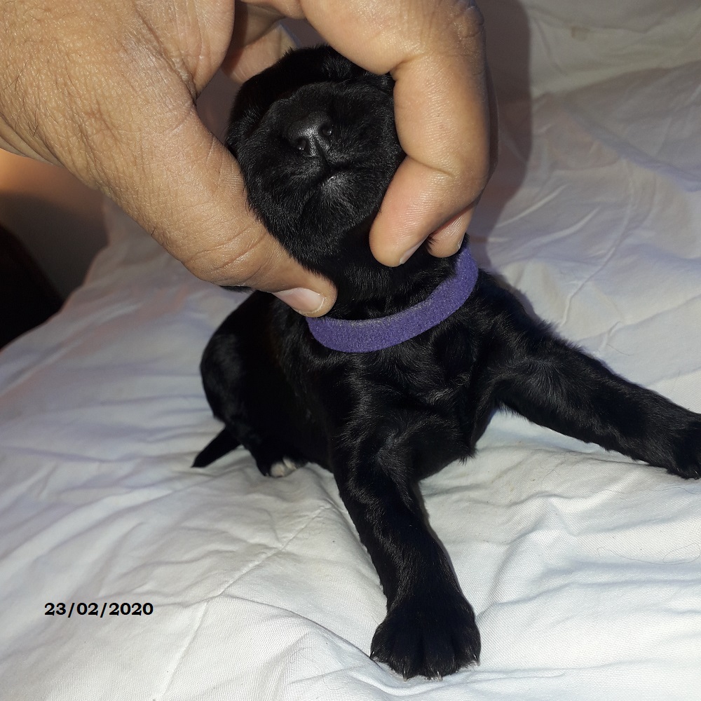 puppies portuguese water dog