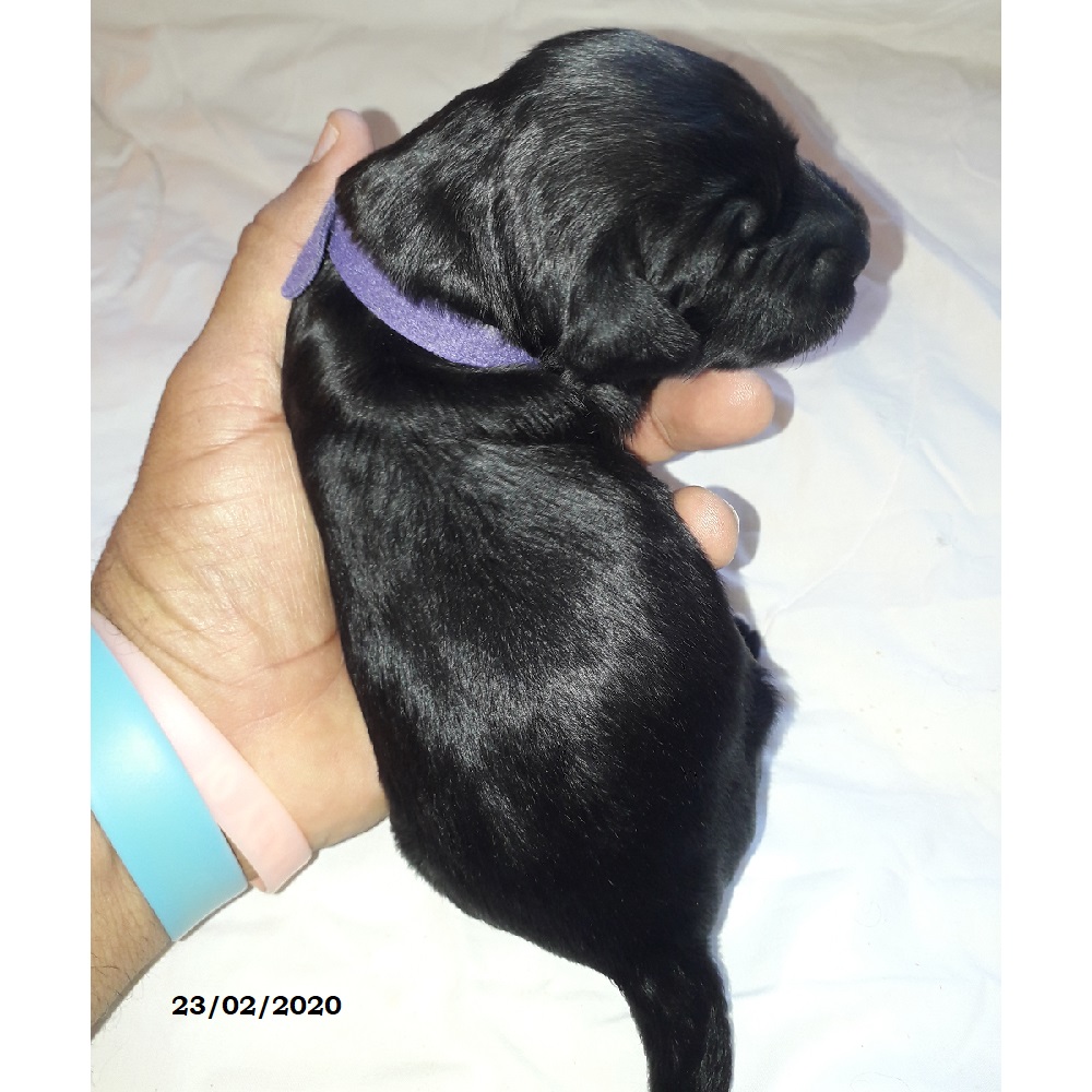 puppies portuguese water dog