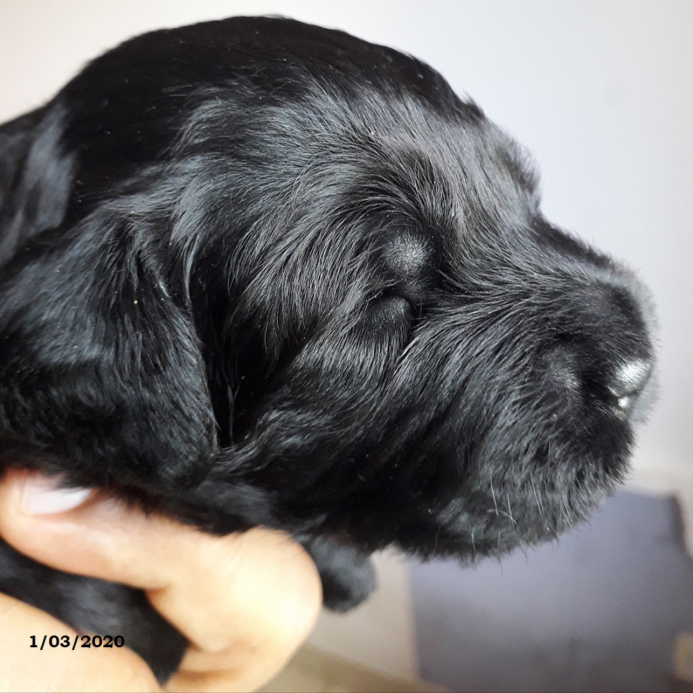 chiot chien d'eau portugais