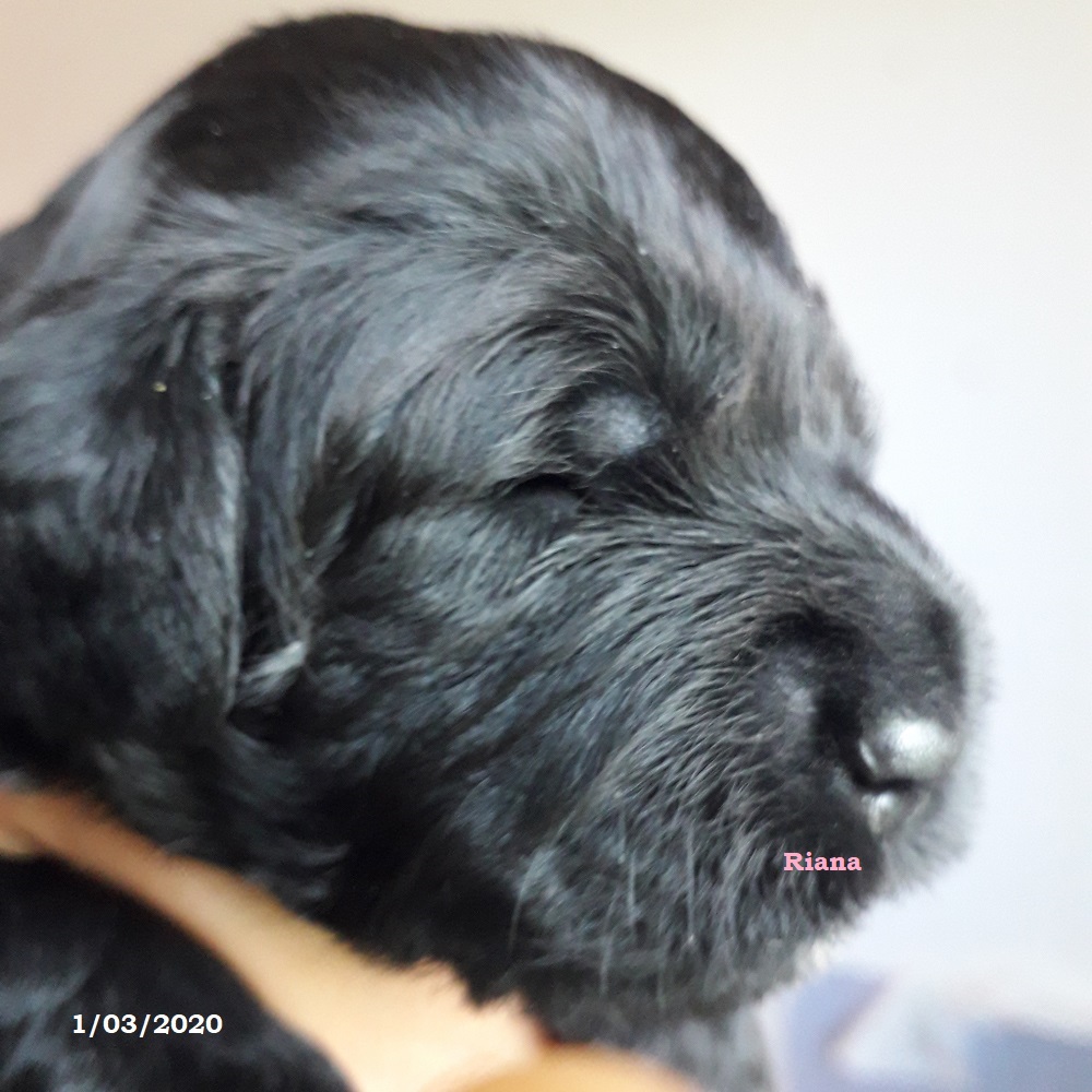 chiot chien d'eau portugais