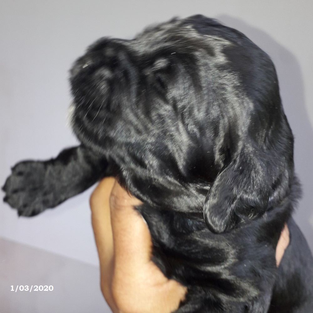 chiot chien d'eau portugais