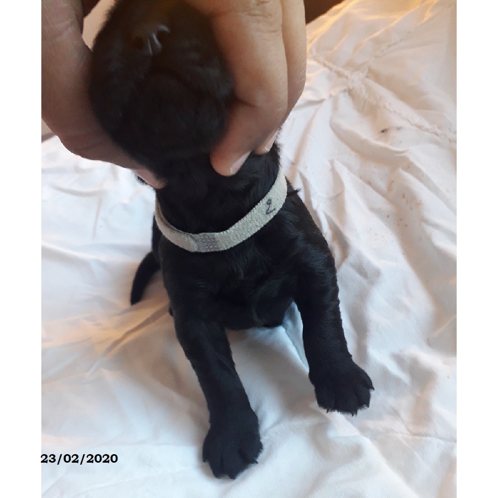 puppies portuguese water dog