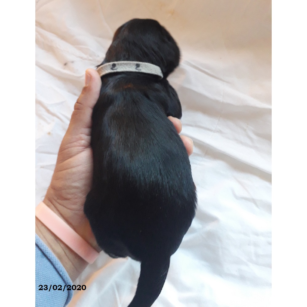 puppies portuguese water dog