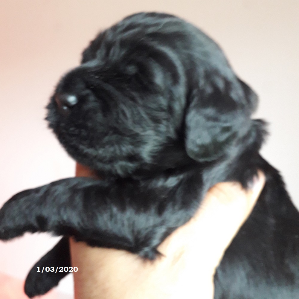 chiot chien d'eau portugais