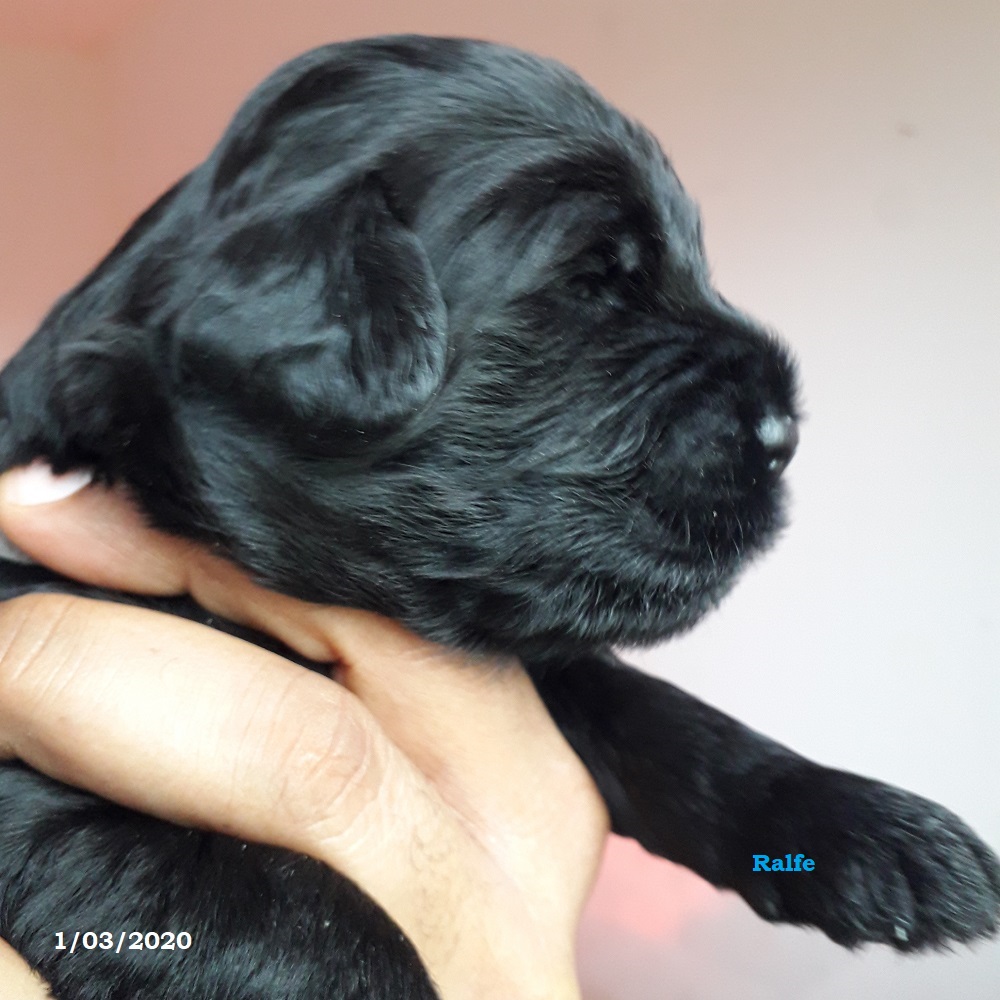 chiot chien d'eau portugais