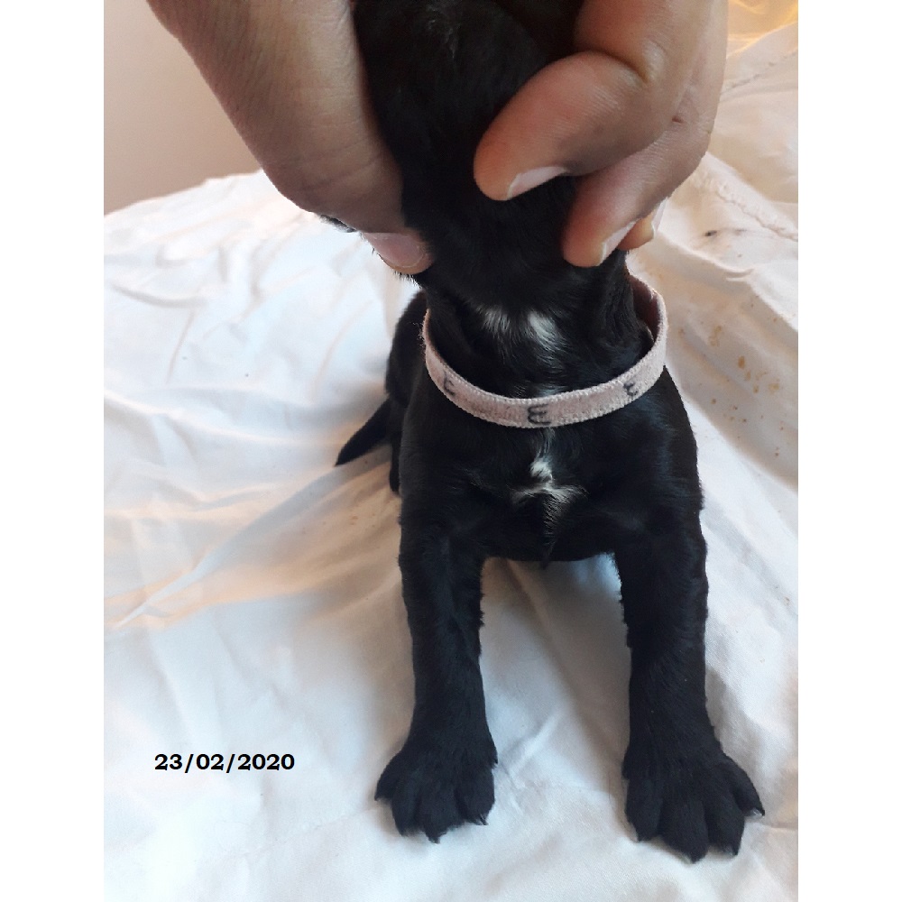 puppies portuguese water dog