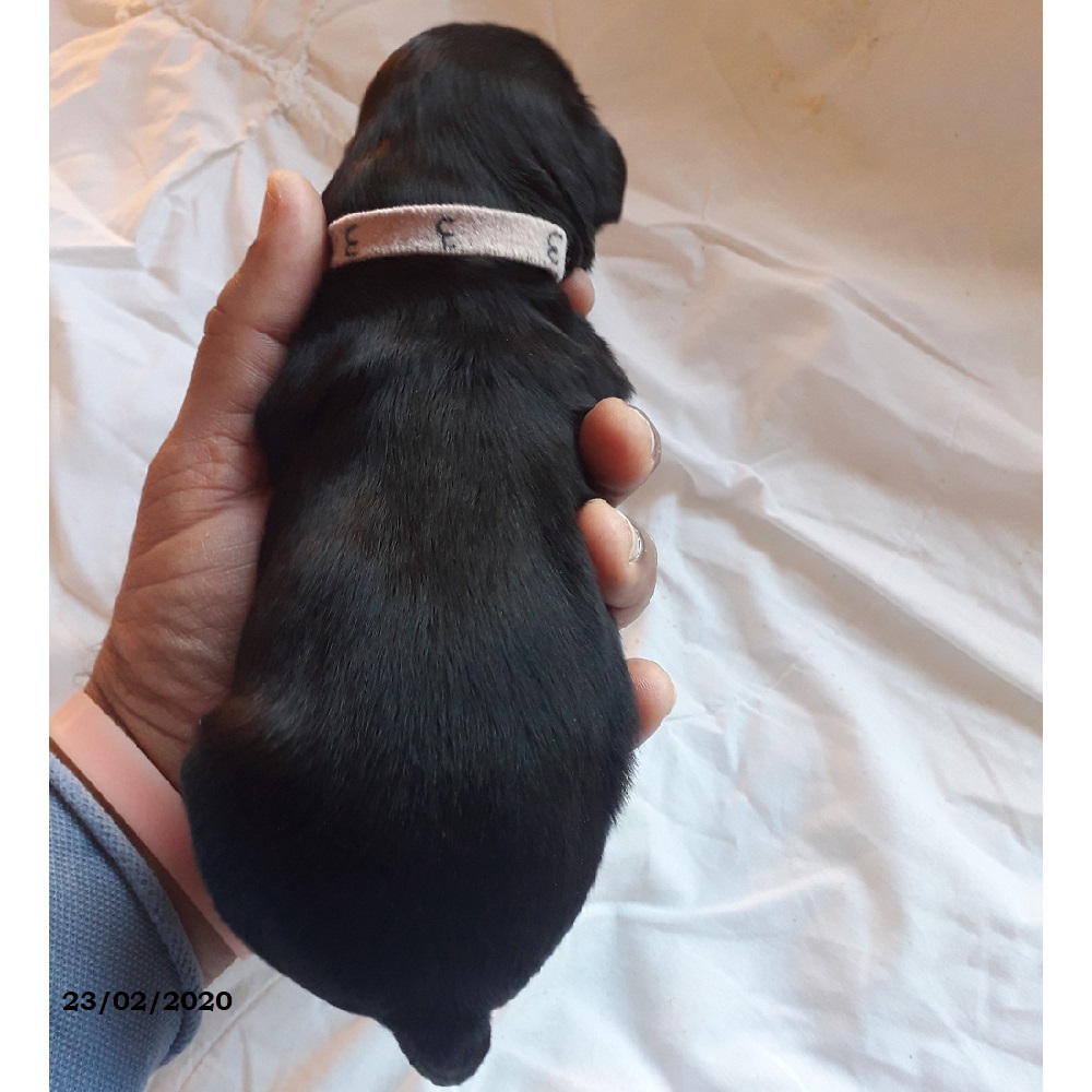 puppies portuguese water dog