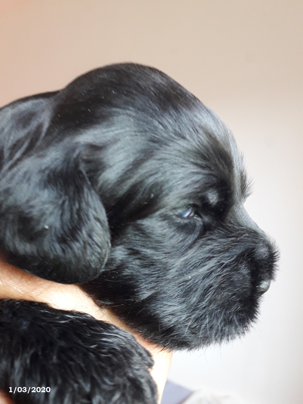 chiot chien d'eau portugais