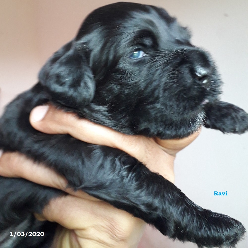 chiot chien d'eau portugais