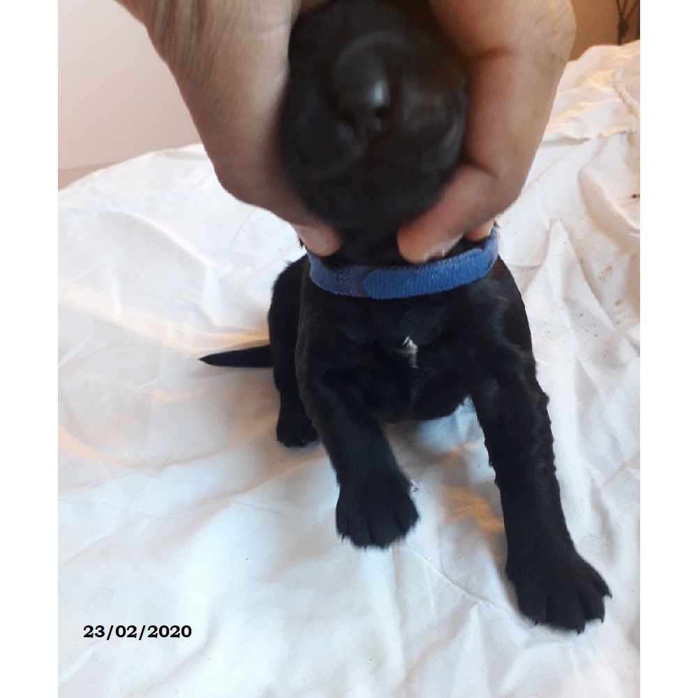 puppies portuguese water dog