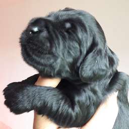 chiot chien d'eau portugais