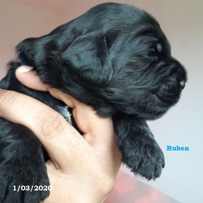 chiot chien d'eau portugais