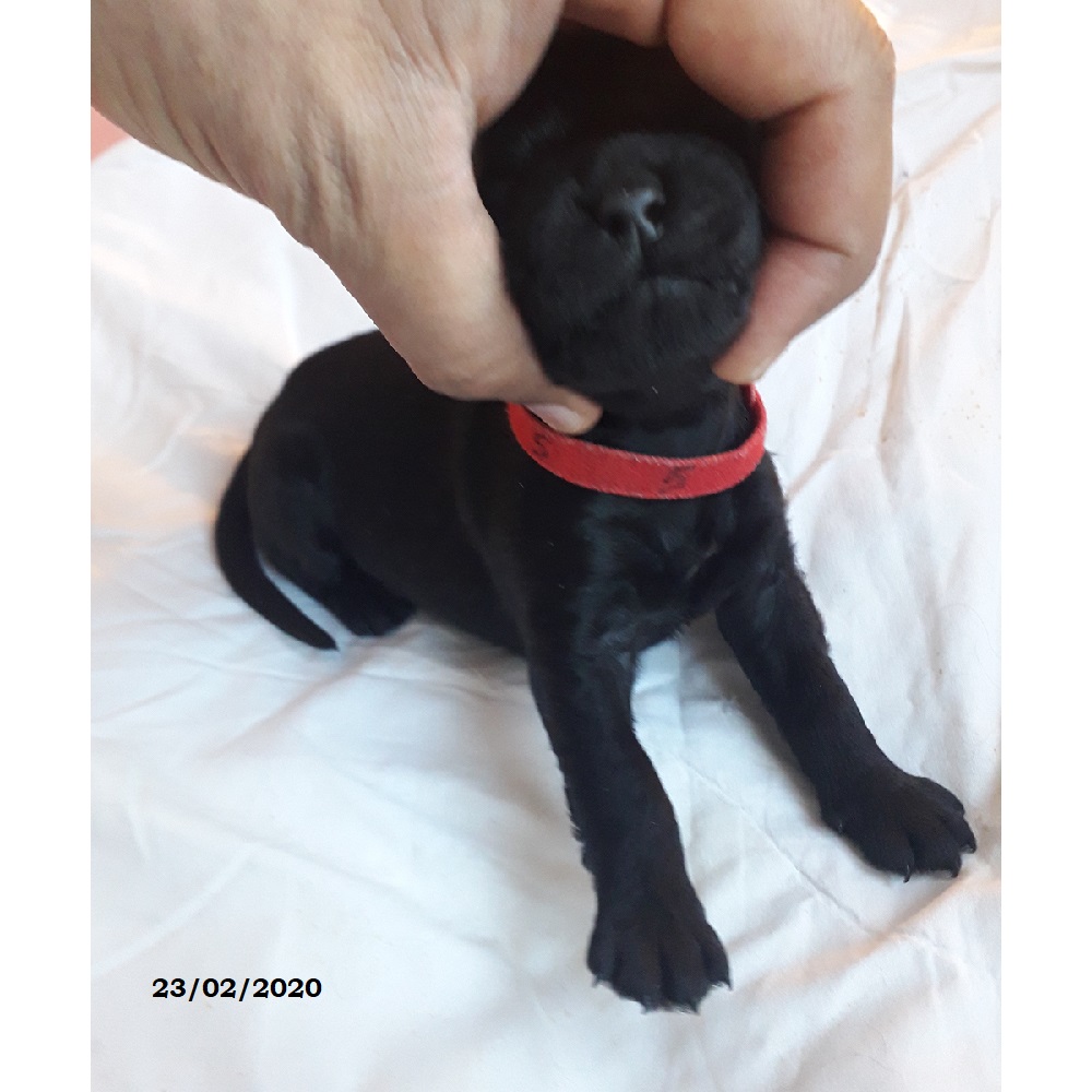 puppies portuguese water dog