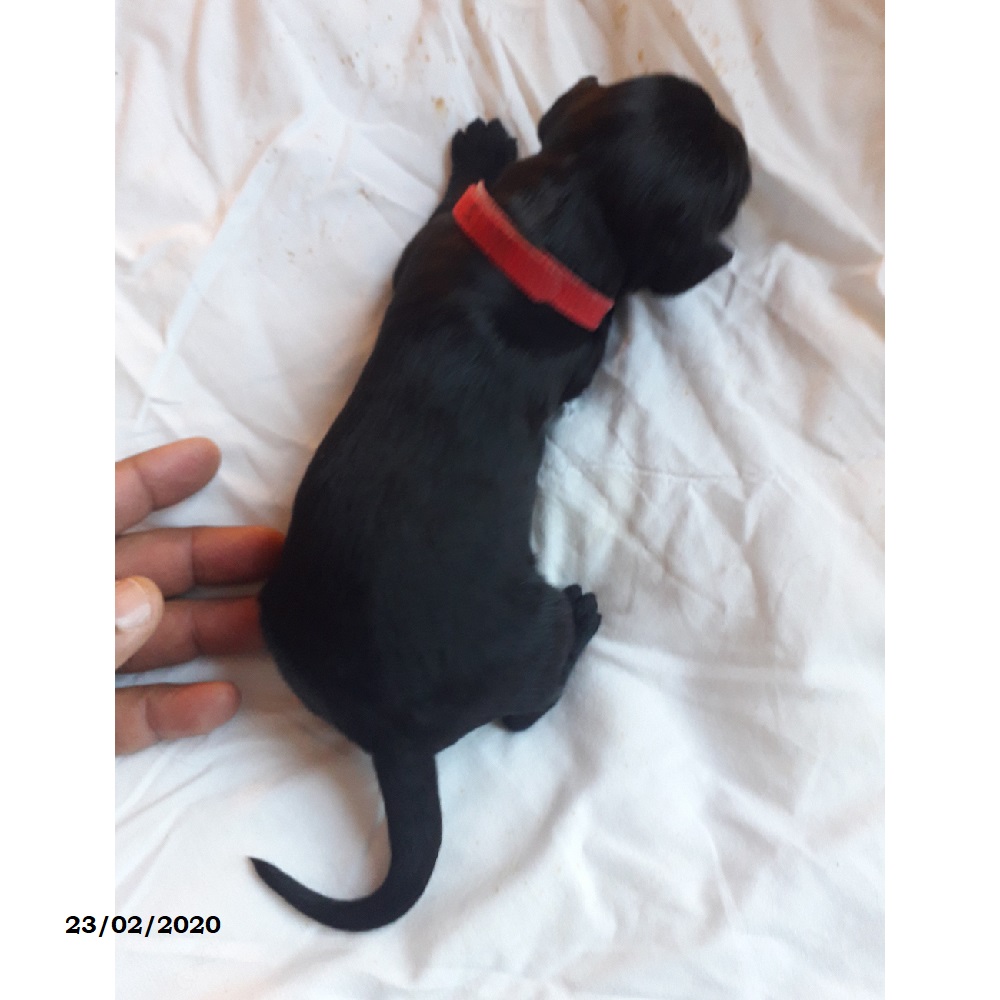 puppies portuguese water dog