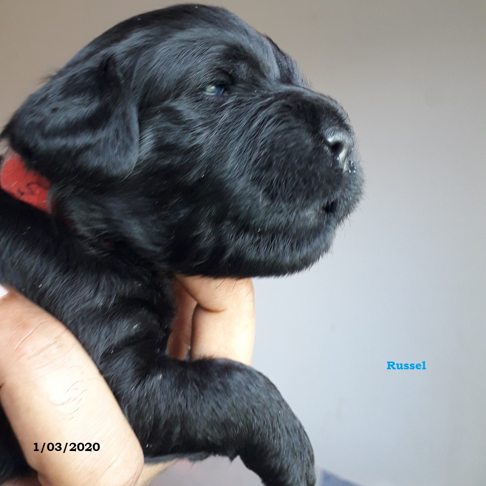 chiot chien d'eau portugais