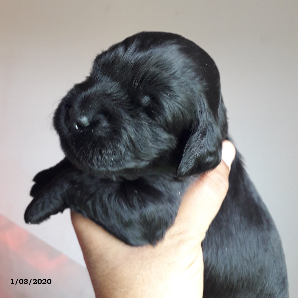 chiot chien d'eau portugais