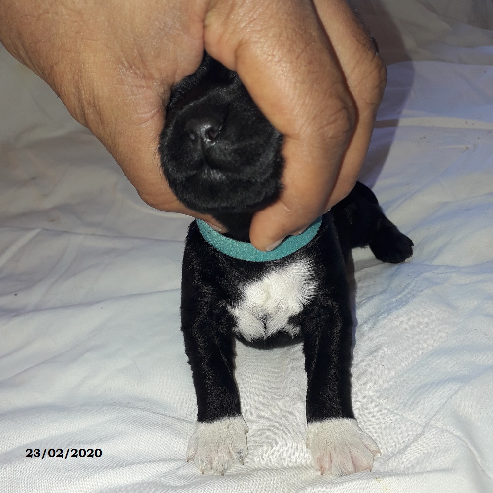 puppies portuguese water dog