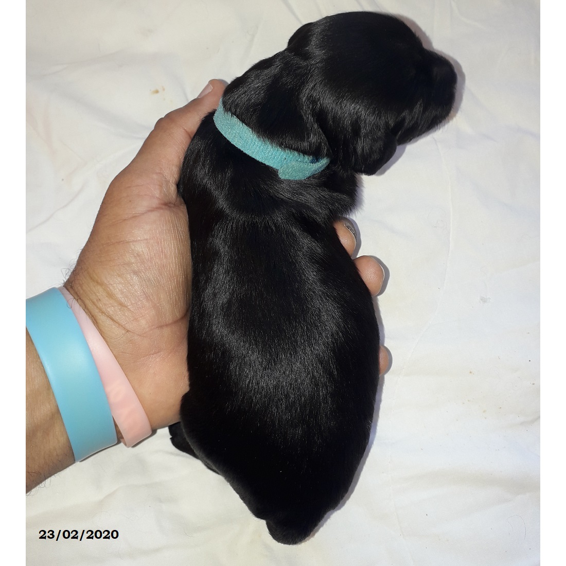 puppies portuguese water dog