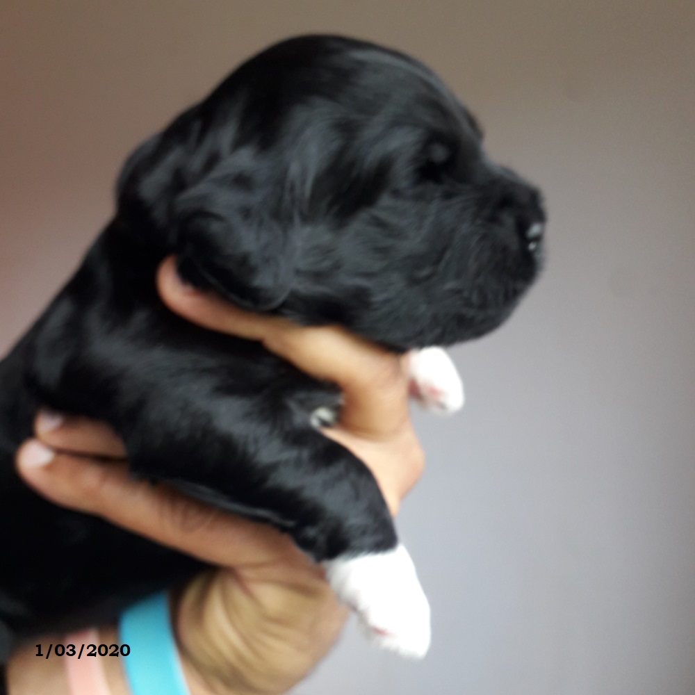 chiot chien d'eau portugais