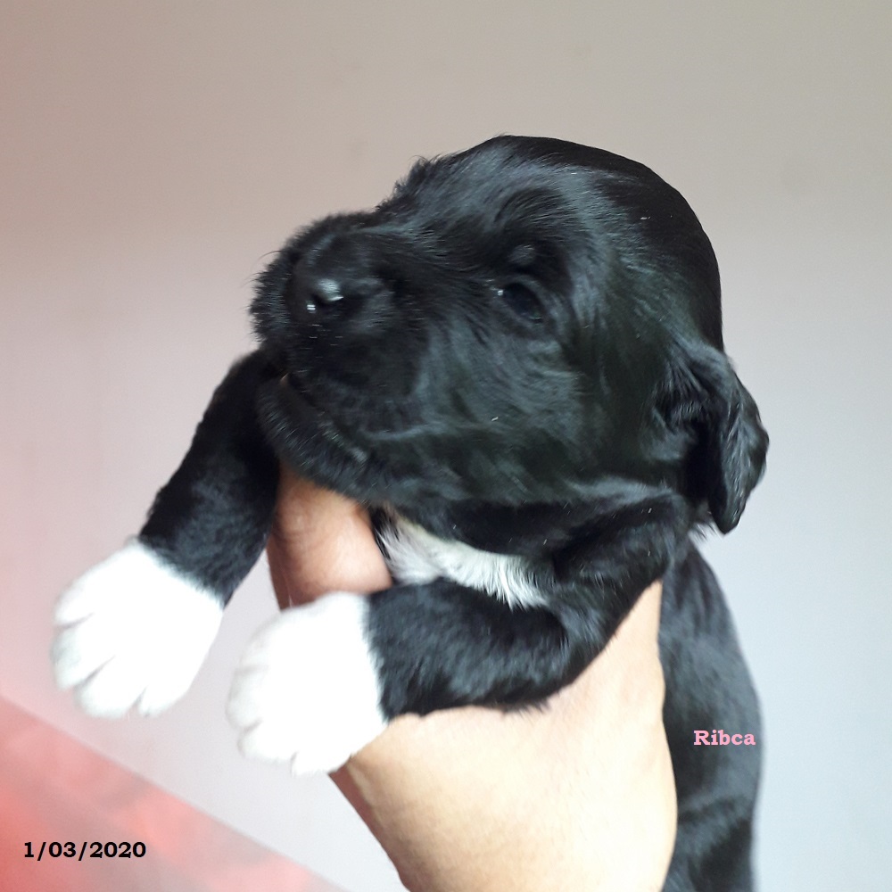 chiot chien d'eau portugais