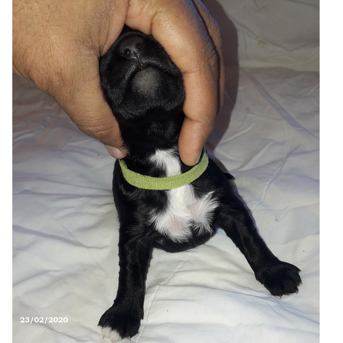 puppies portuguese water dog