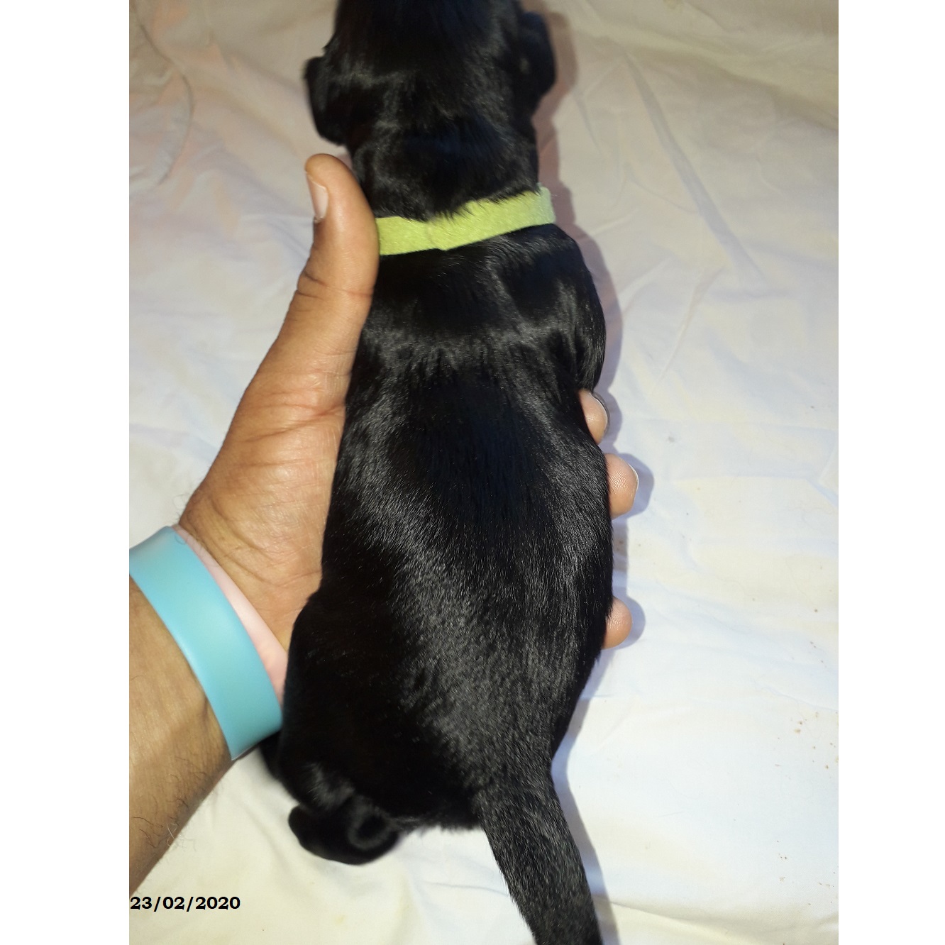 puppies portuguese water dog