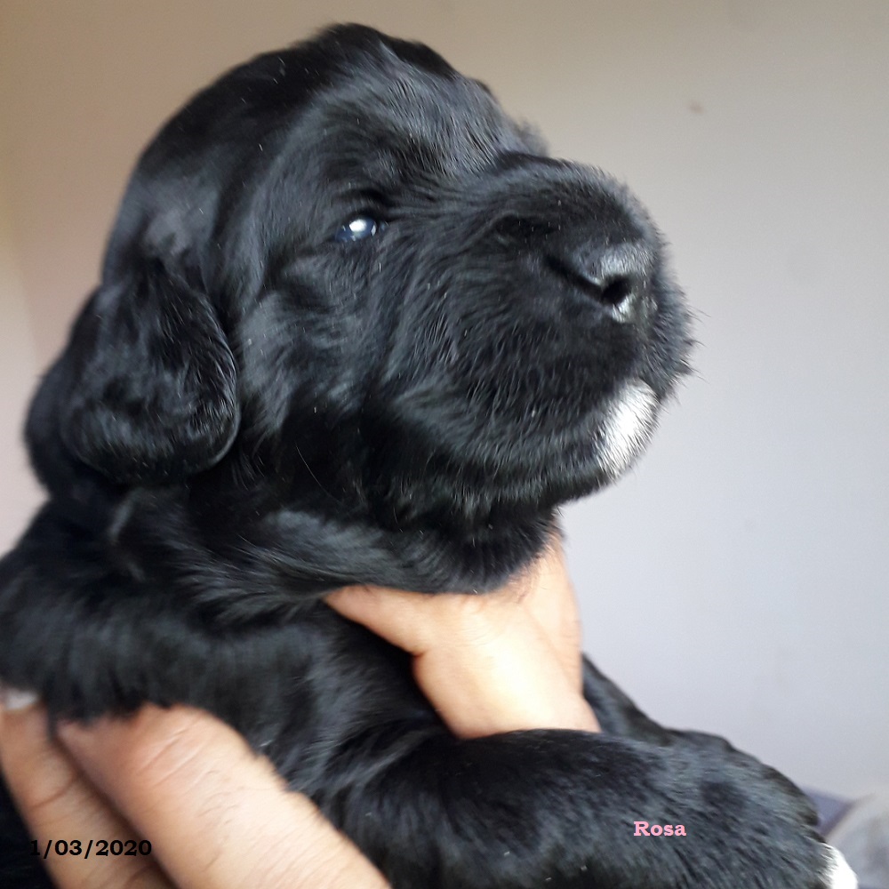 chiot chien d'eau portugais