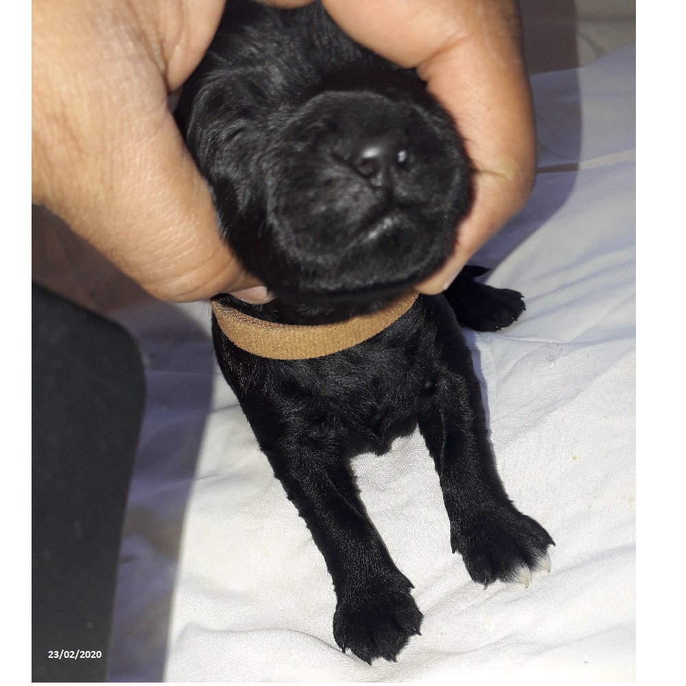 puppies portuguese water dog