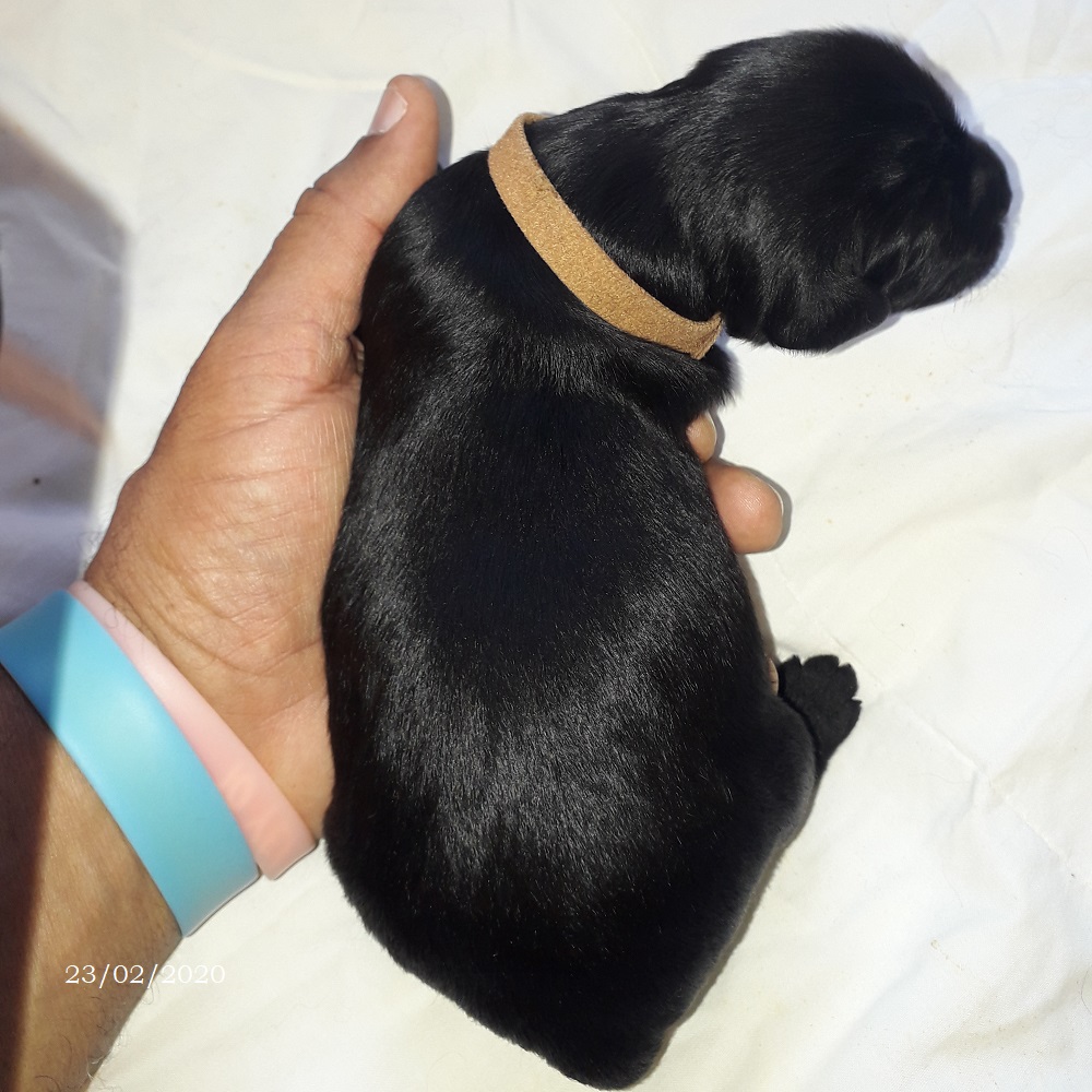 puppies portuguese water dog