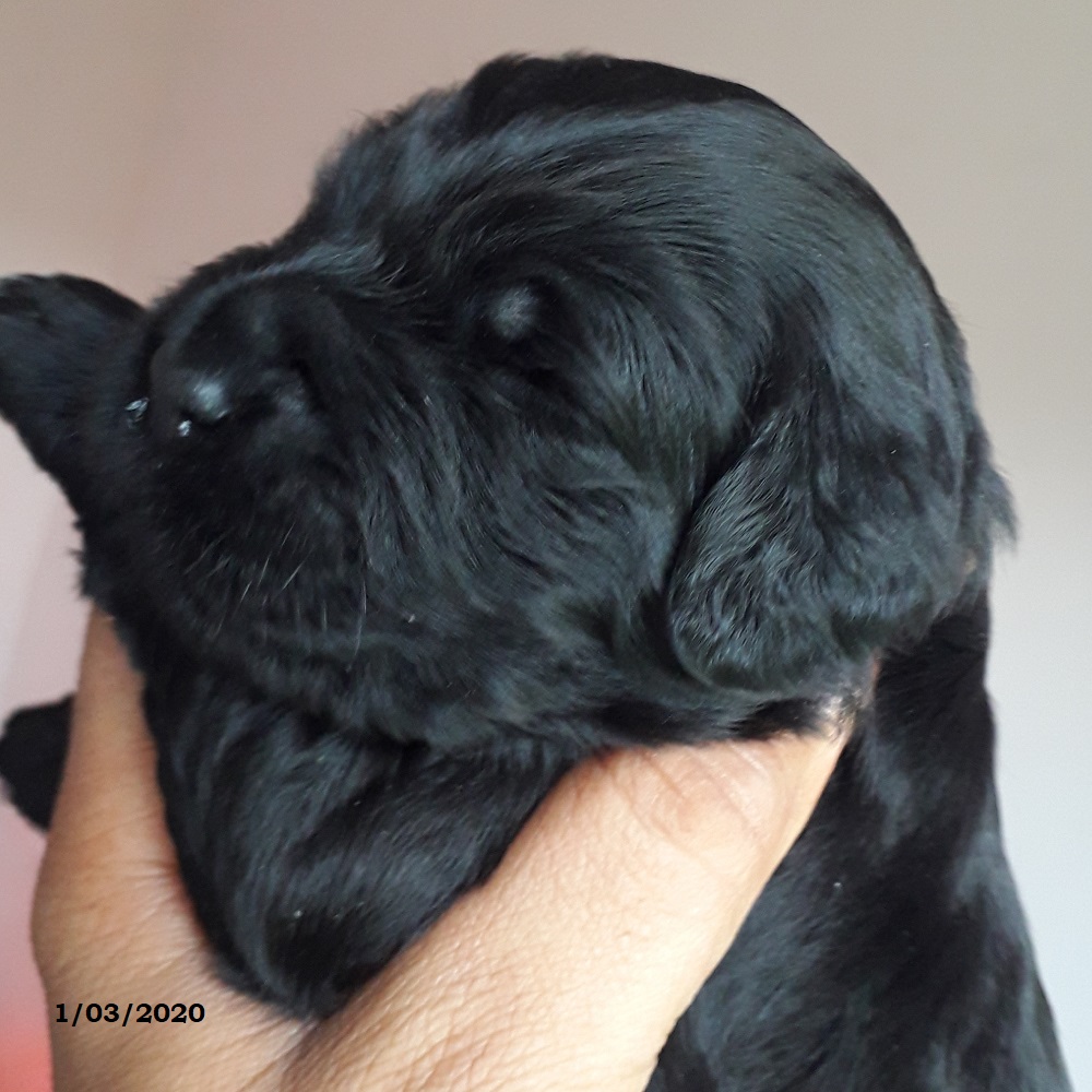 chiot chien d'eau portugais