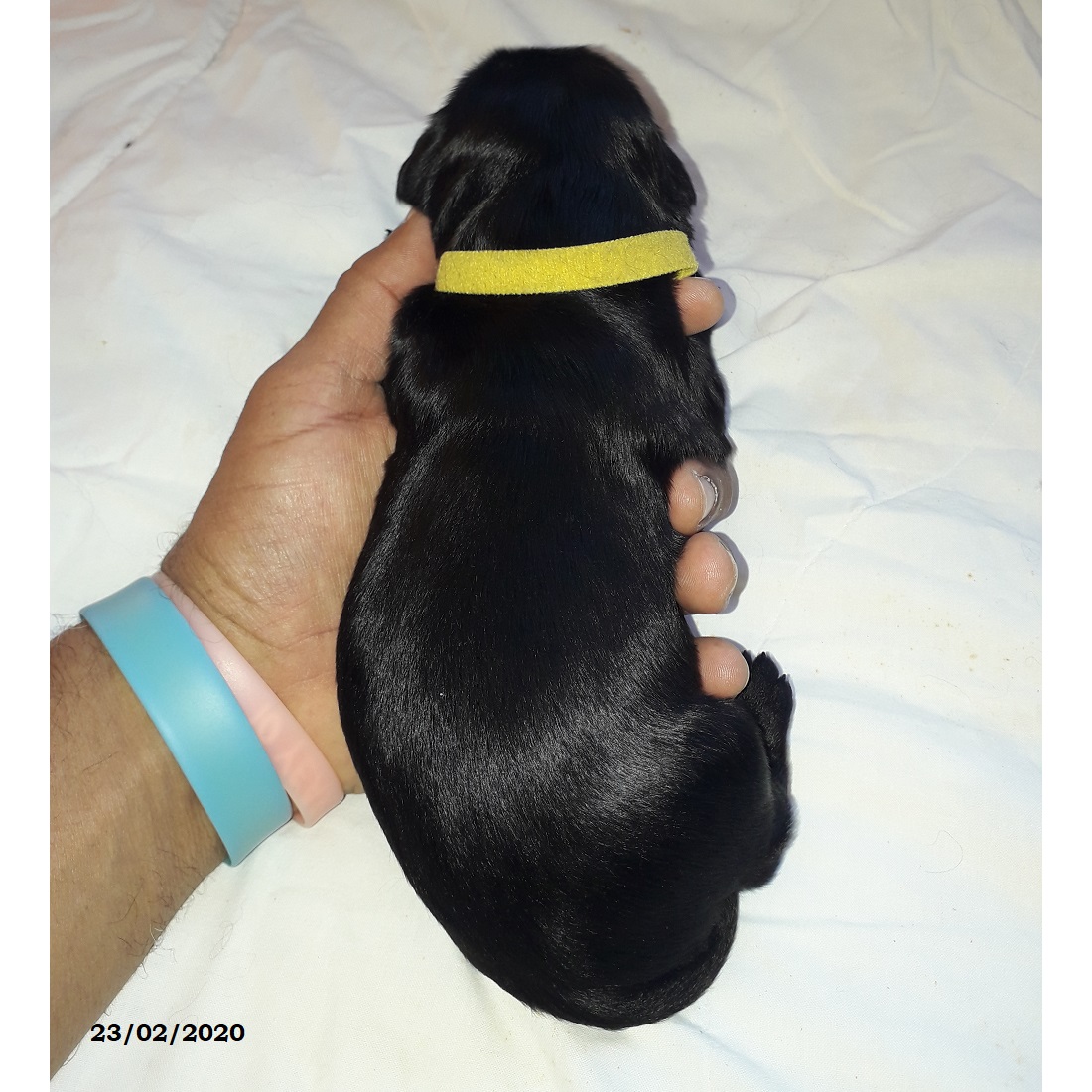 puppies portuguese water dog