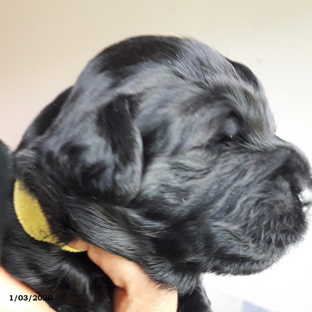 chiot chien d'eau portugais