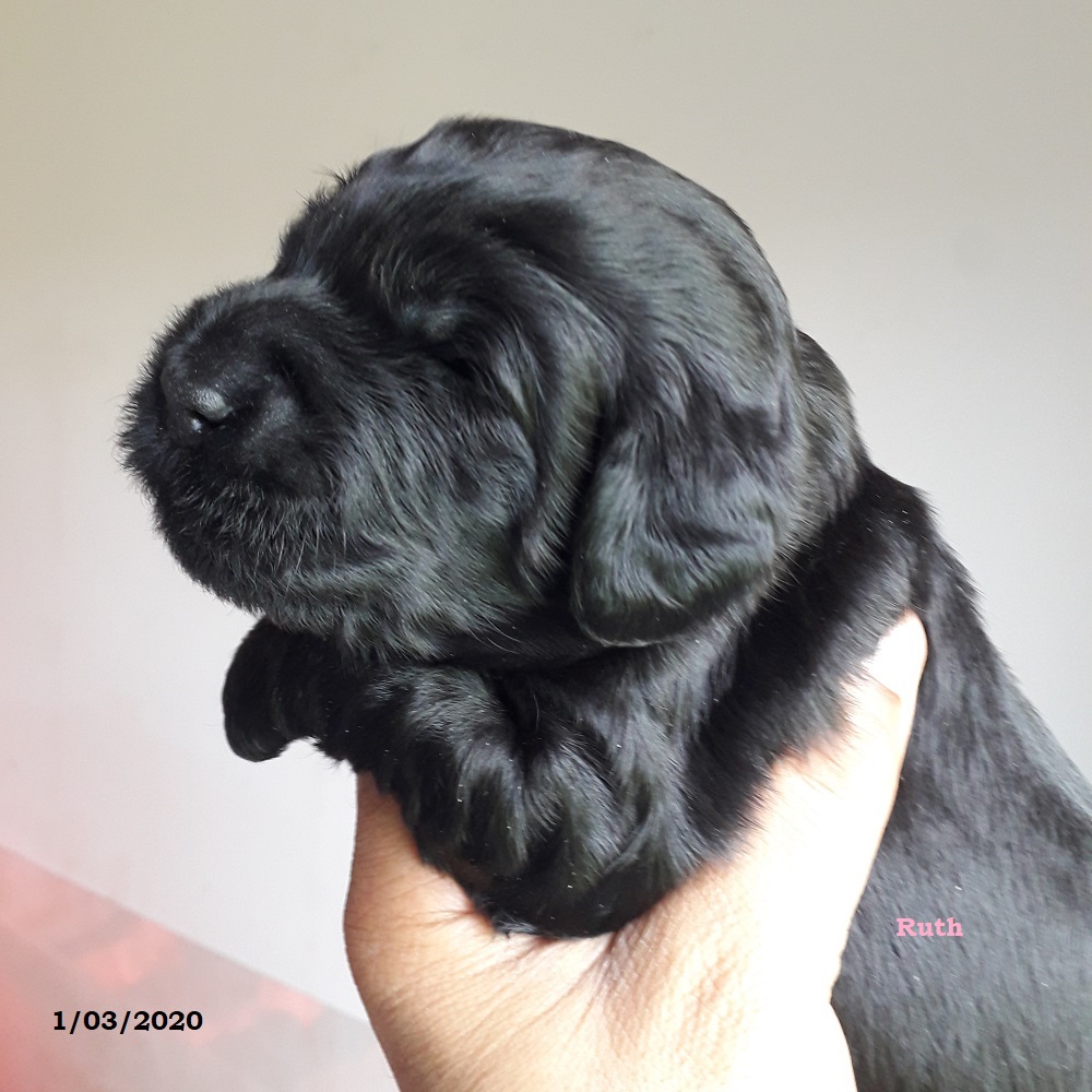 chiot chien d'eau portugais