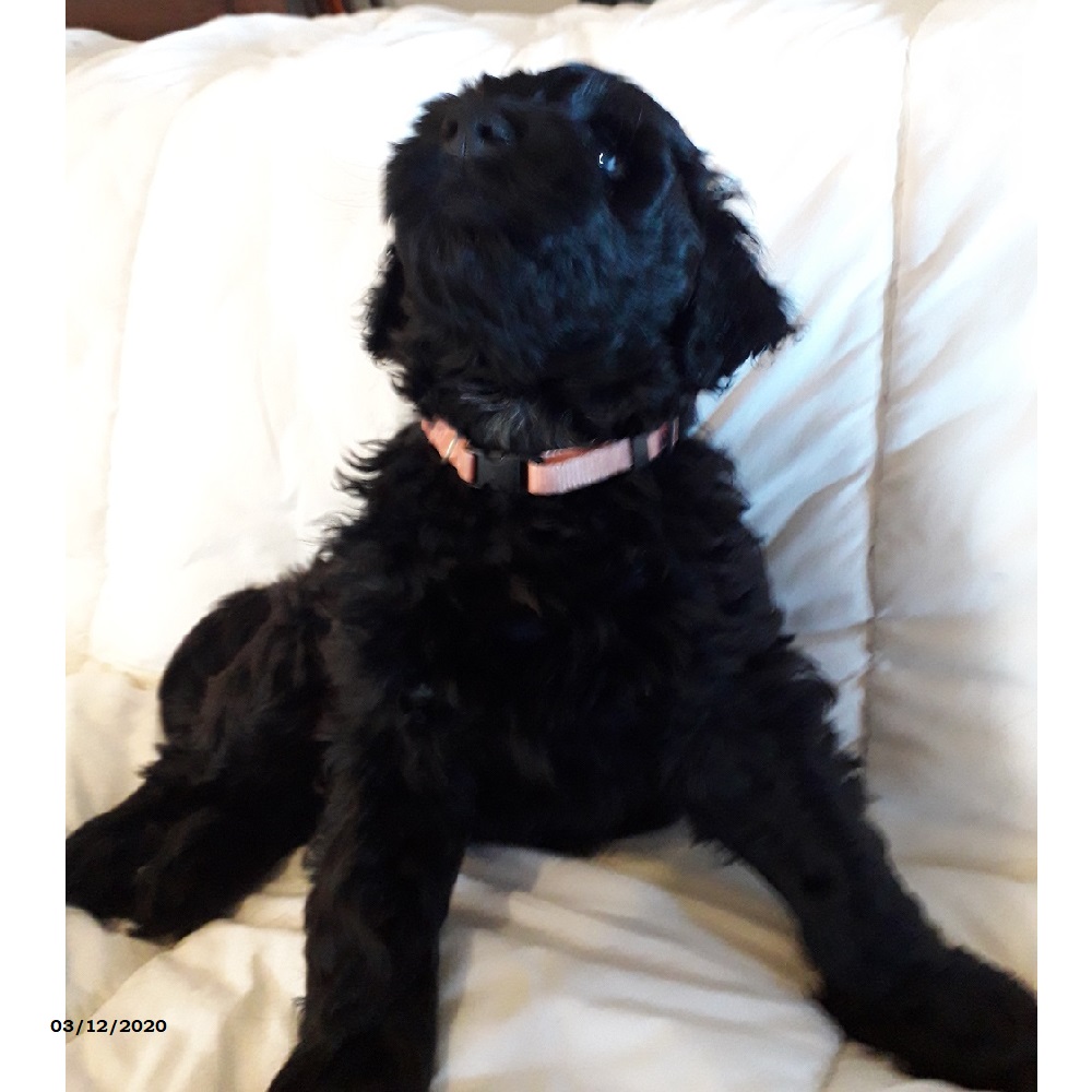 chiot chien d'eau portugais