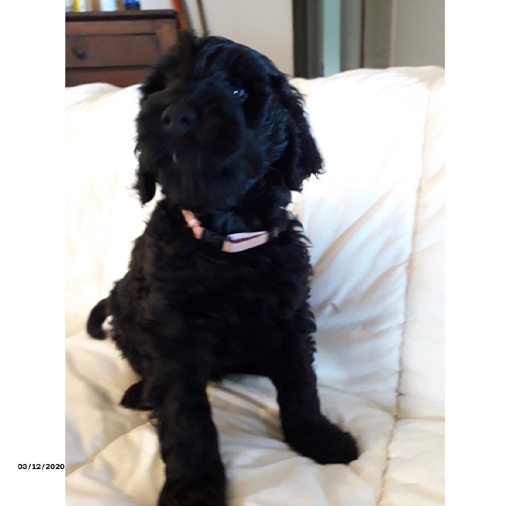 chiot chien d'eau portugais