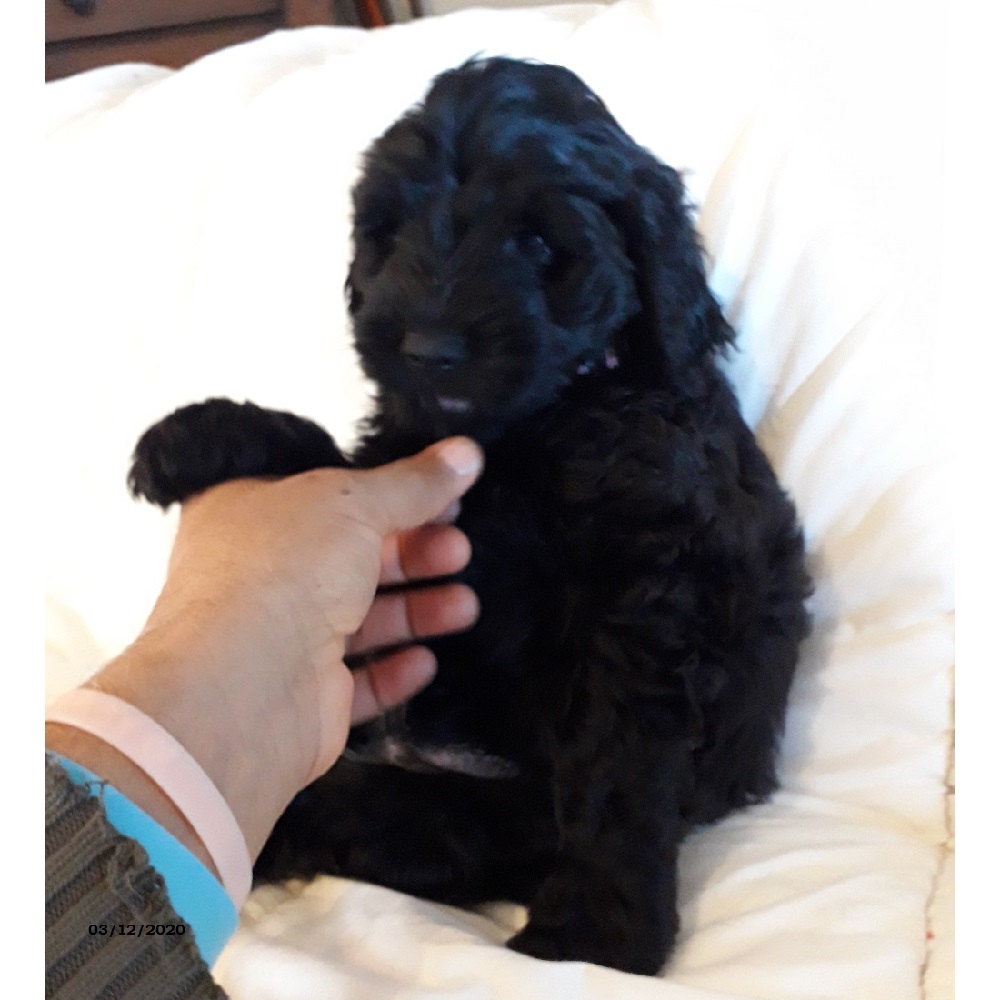 chiot chien d'eau portugais