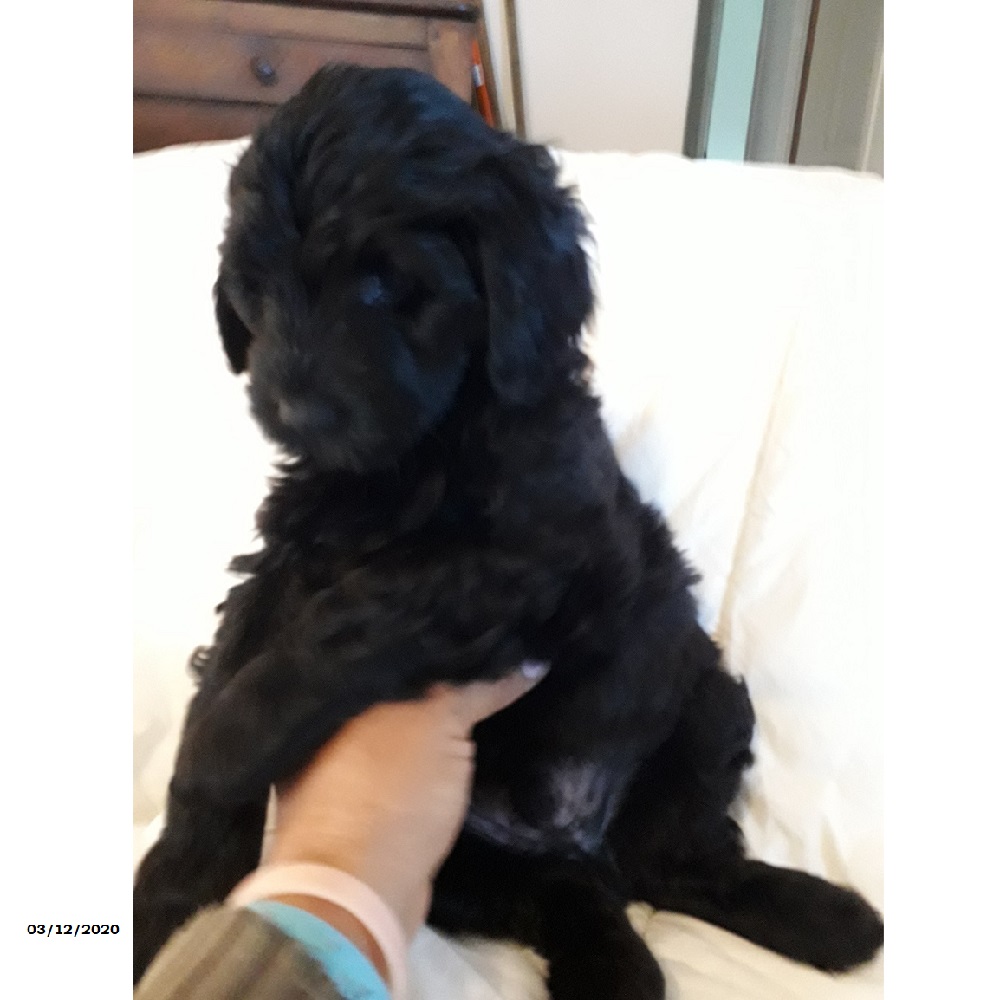 chiot chien d'eau portugais