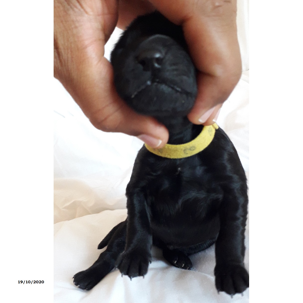 chiot chien d'eau portugais