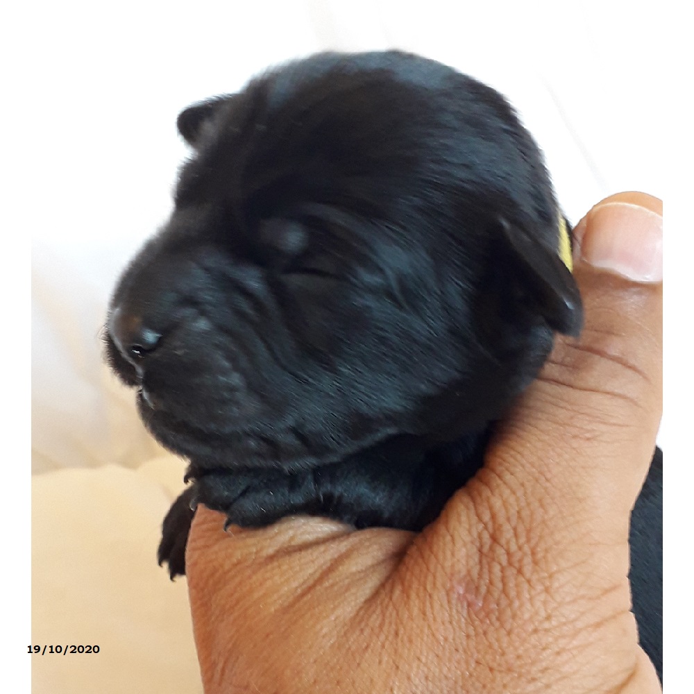 chiot chien d'eau portugais