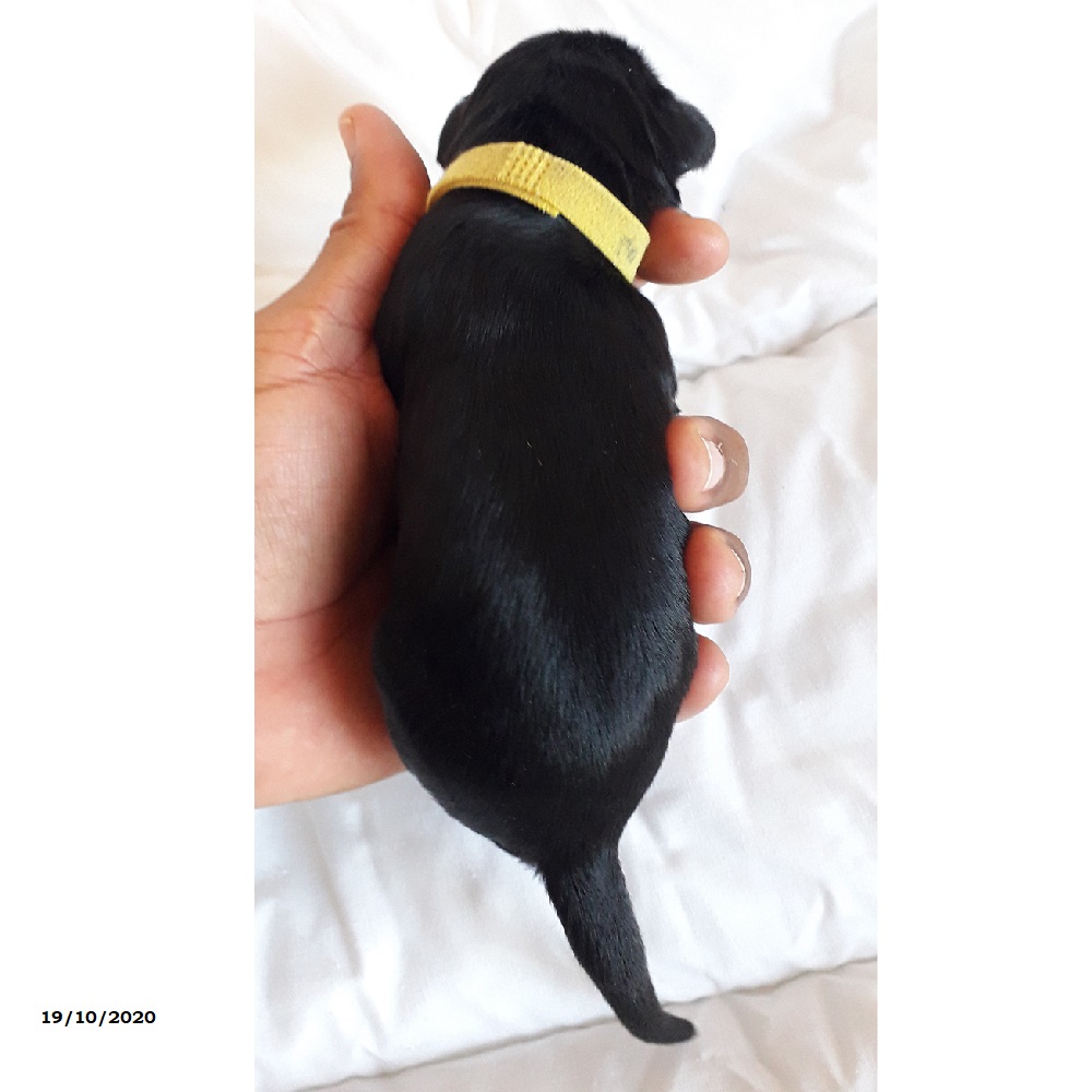 chiot chien d'eau portugais