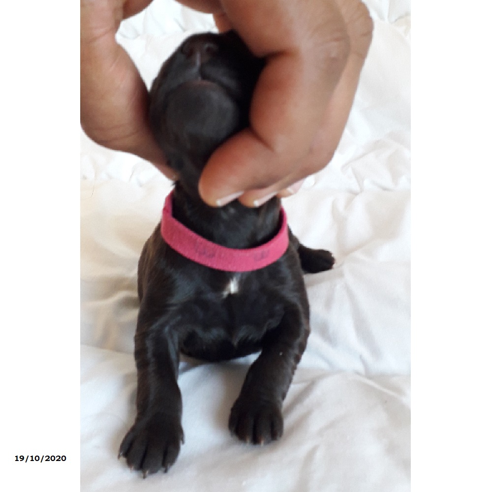 chiot chien d'eau portugais