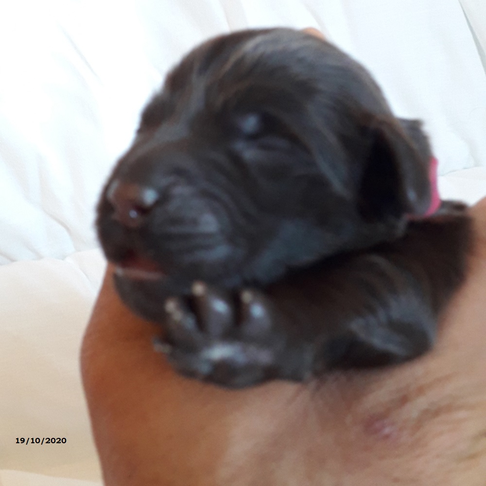 chiot chien d'eau portugais