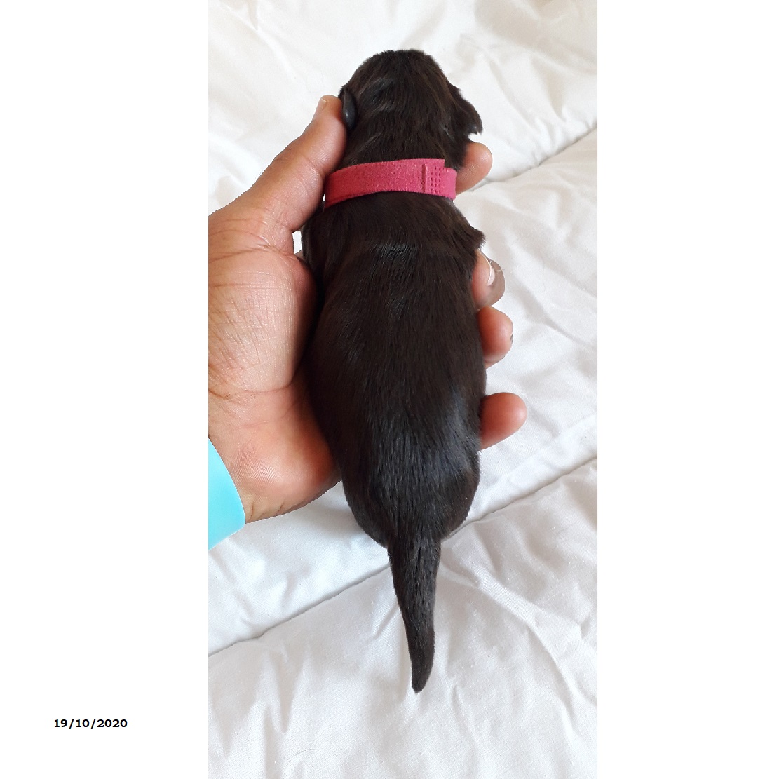 chiot chien d'eau portugais