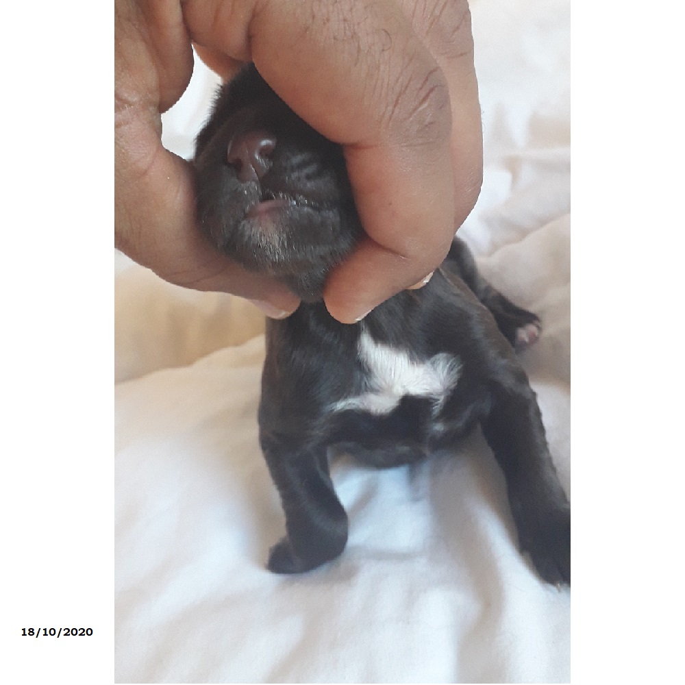 chiot chien d'eau portugais