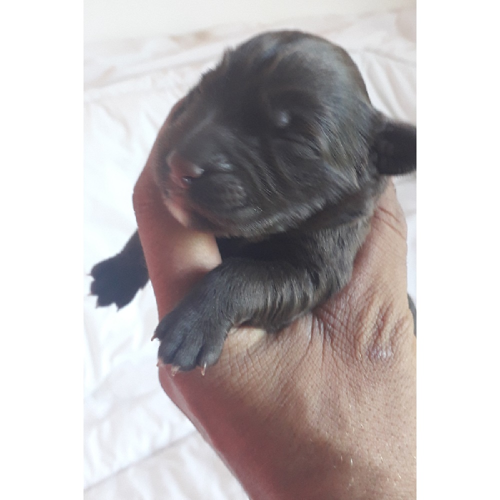 chiot chien d'eau portugais