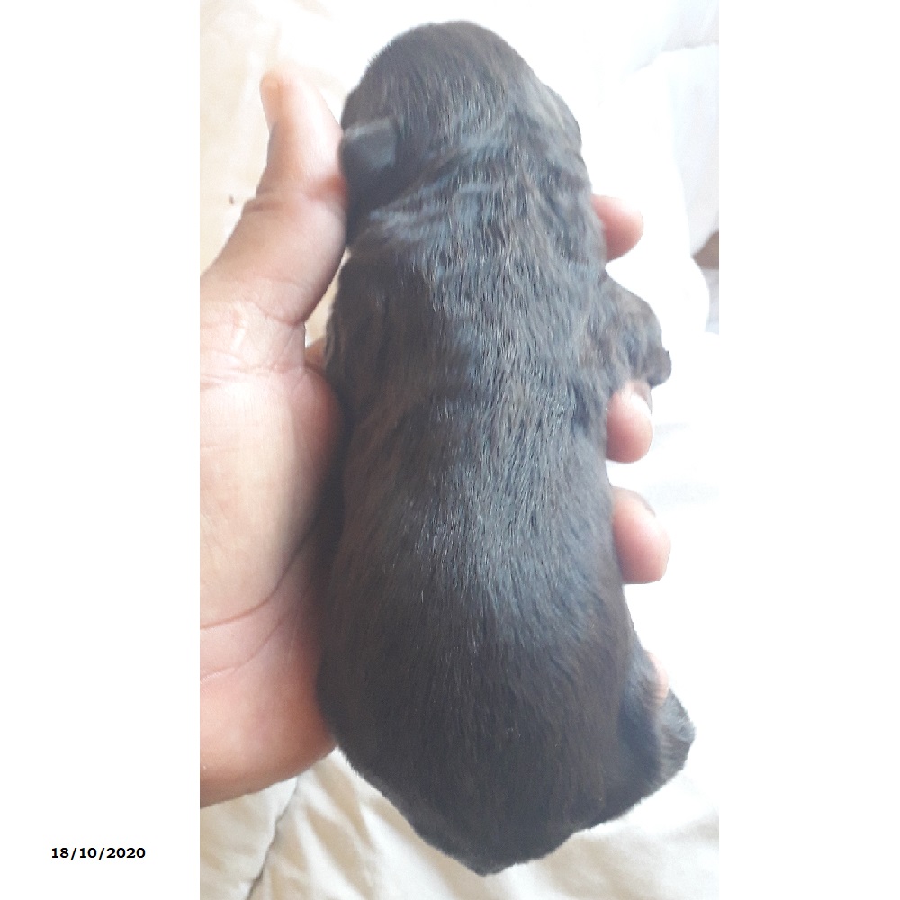 chiot chien d'eau portugais