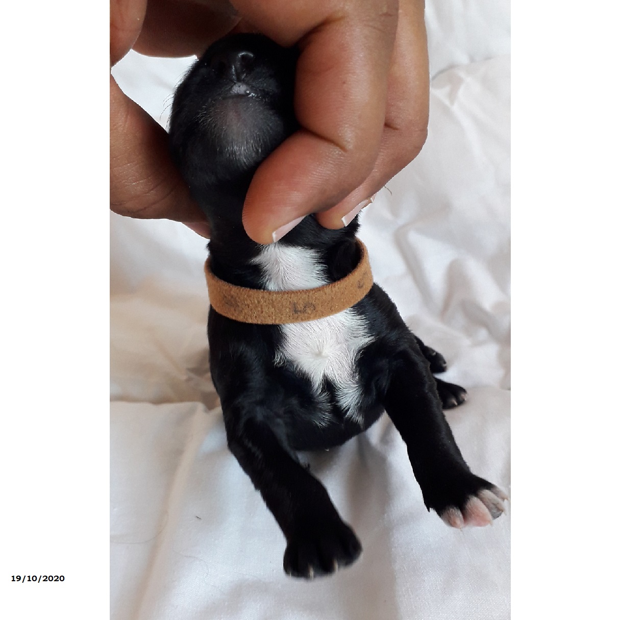 chiot chien d'eau portugais